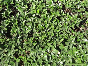 Trachelospermum asiaticum - foliage